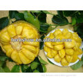 High Quality Jackfruit Seed For Growing
